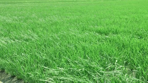 Landscape of green paddy field with the wind Stock Footage 279523722