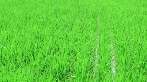 Landscape of green paddy field with the wind Stock Footage 279523751