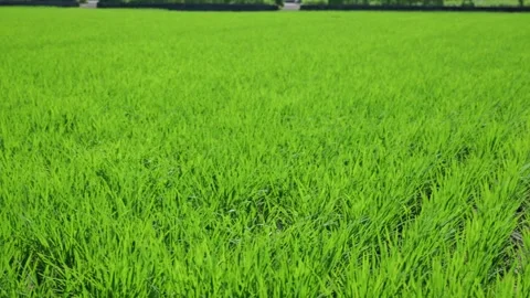 Landscape of green paddy field with the wind Stock Footage 279523921