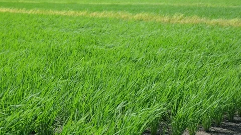 Landscape of green paddy field with the wind Stock Footage 279523975