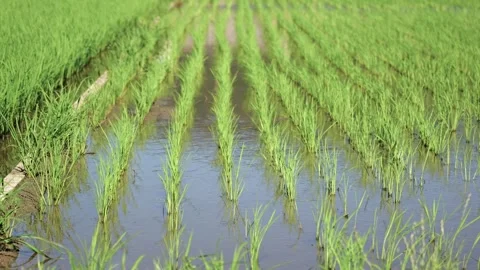 Landscape of green paddy field with the wind Stock Footage 279524043