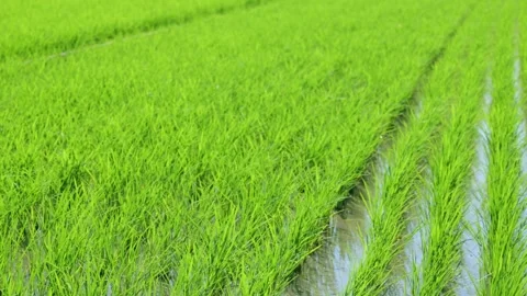 Landscape of green paddy field with the wind Stock Footage 279524097