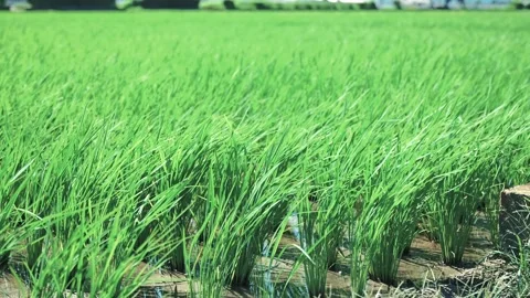 Landscape of green paddy field with the wind Stock Footage 279524237
