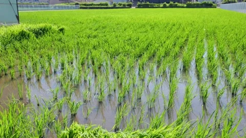 Landscape of green paddy field with the wind Stock Footage 279524637