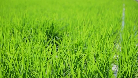 Landscape of green paddy field with the wind Stock Footage 279524802