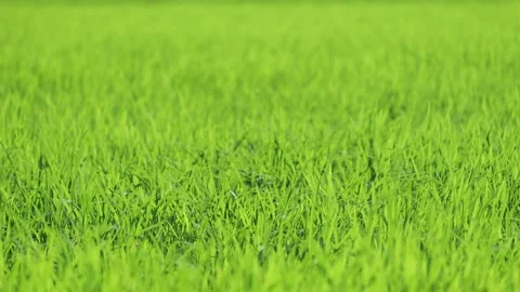 Landscape of green paddy field with the wind Stock Footage 279525848
