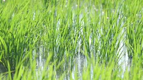 Landscape of green paddy field with the wind Stock Footage 279526133