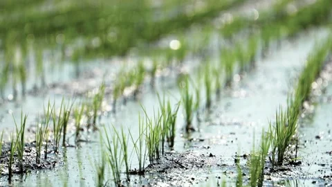Landscape of green paddy field with the wind Stock Footage 279526229