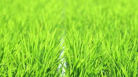 Landscape of green paddy field with the wind Stock Footage 279526237