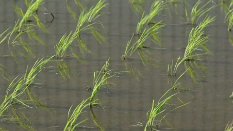 Landscape of green paddy field with the wind Stock Footage 279526356