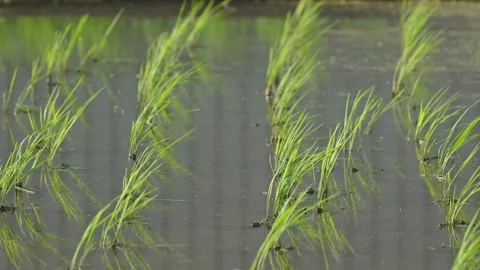Landscape of green paddy field with the wind Stock Footage 279526418