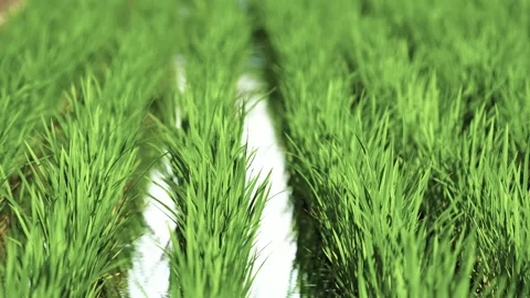 Landscape of green paddy field with the wind Stock Footage 279526580