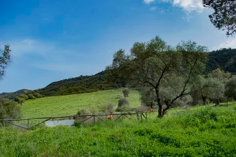 Landscape green Foto stock