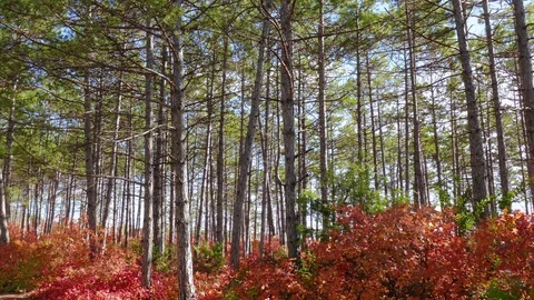  Landscape of green pine forest with red deciduous trees Stock Footage 81205692