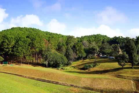 Landscape of green pine tree forest on hillside with blue sky Stock Photos