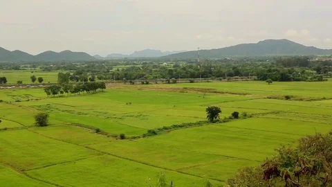 Landscape of a green rice paddy field. Kanchanaburi Province, Thailand. Stock Footage 83074591