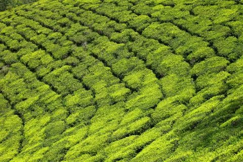 Landscape of green tea plantations. munnar, kerala, india Stock Photos