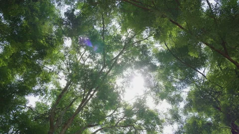 Landscape green trees forest sunbeam through foliage sky. Stock Footage 218418183