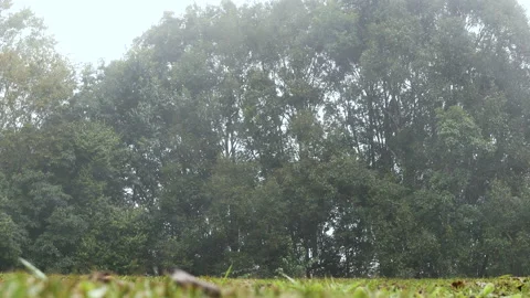 Landscape of green trees in a pine forest in fog at morning. Stock Footage 139746906