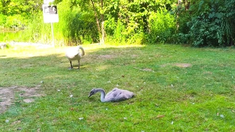 Landscape of group of hungry cute ducks eating grass near a swan goose river Stockbeeldmateriaal 317135288