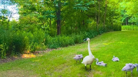 Landscape of group of hungry cute ducks eating grass near a swan goose river Video stock 317135308