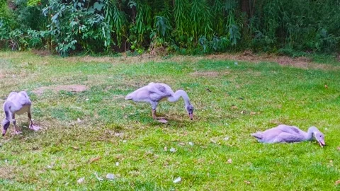Landscape of a group of hungry cute ducks eating grass near a river pond Video stock 317135310