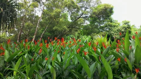 Landscape of Hawaii 库存影片 345753992