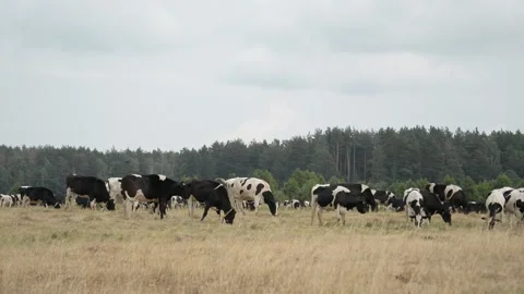 Landscape with herd of cows on the meadow Stock Footage 111361405
