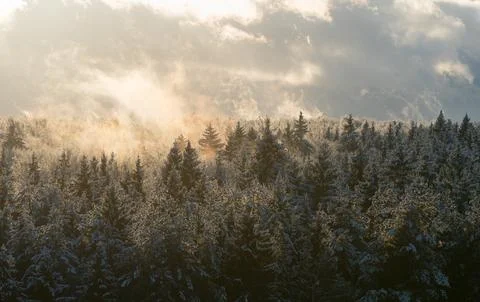 Landscape high-angle view on a snow-covered hazy mysterious forest Stock Photos