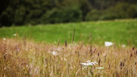 Landscape in high mountains - dry grass waving on wind Stock Footage 39606870