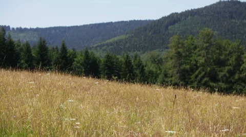 Landscape in high mountains - dry grass waving on wind Stock Footage 39609140