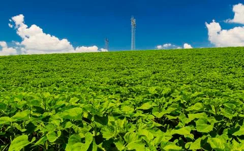 Landscape with high voltage electrical overhead line on green field Stock Photos