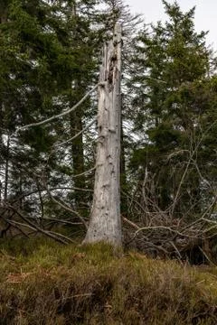 Landscape of the highest point in the Black Forest Hornisgrinde Stock Photos