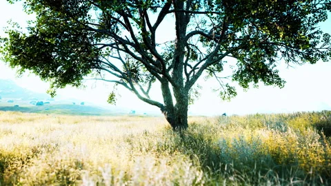 Landscape with a hill and a single tree at sunrise with warm light Stock Footage 211222001