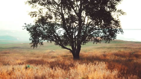 Landscape with a hill and a single tree at sunrise with warm light Stock Footage 225504130