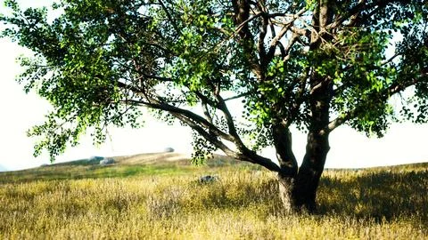 Landscape with a hill and a single tree at sunrise with warm light Stock Illustration
