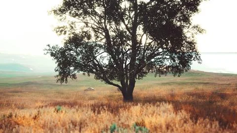 Landscape with a hill and a single tree at sunrise with warm light Stock Illustration