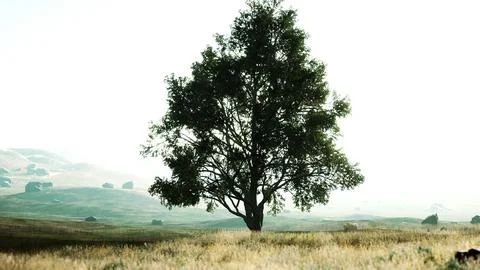 Landscape with a hill and a single tree at sunrise with warm light Stock Illustration