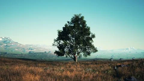 Landscape with a hill and a single tree at sunrise with warm light Stock Illustration