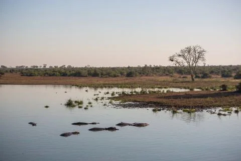 Landscape with hippos Foto stock