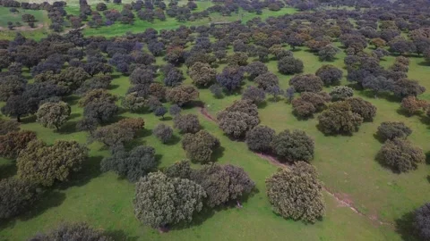 Landscape with holm oak forest in spring. Dehesa in Extremadura, Spain Stock Footage 270084896