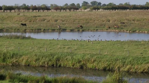 Landscape with horses and goose along river,Brabant,Netherlands Stock Footage