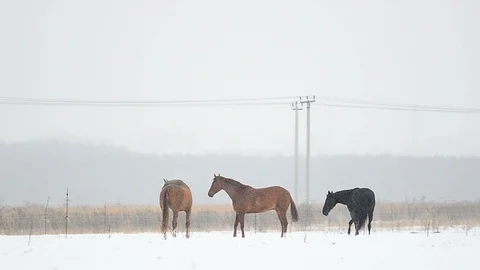 Landscape with horses Stock Footage 88275791