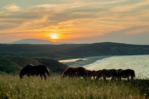 Landscape. With horses. Stock Photos