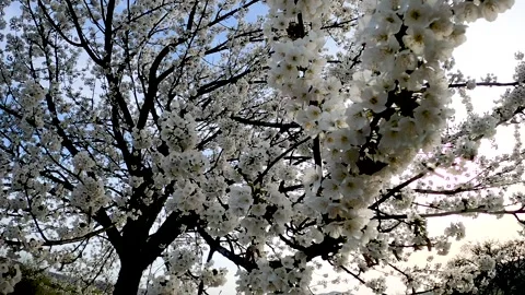 Landscape with a huge flowering tree on a sunny day Stock Footage 270479883