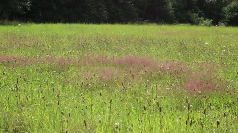 Landscape idyll Stock Footage 40297480