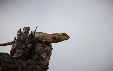 Landscape Iguana in tree. Selective focus. Shallow depth of field. Background Stock Photos