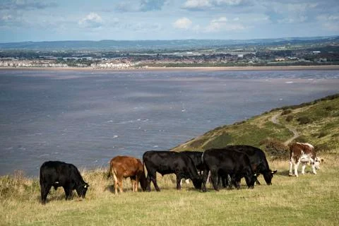 Landscape image of cows with weston-super-mare in distant background Stock Photos