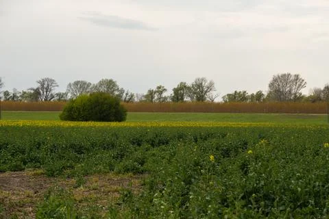Landscape image from a field with trees in the background Stock Photos