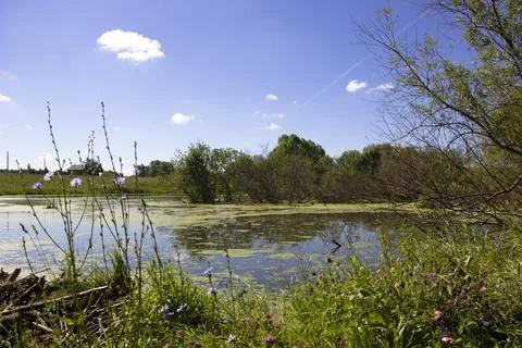 Landscape with the image of the river and trees in the spring Stock Photos